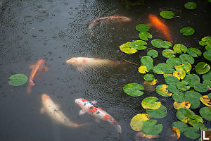 Koy Under Lily Pads