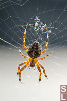 Orb Weaver On Web