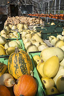Table Of Various Squashes
