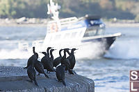 Cormorants Watching Police Boat Go By