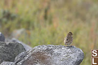 Savannah Sparrow