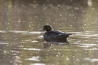 Wood Duck Shot Into The Light