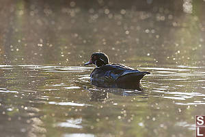Wood Duck Shot Into The Light