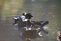 Wood Duck Stack