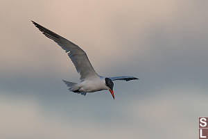 Caspian Tern Looking For Fish