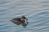 Hooded Merganser Juvenile With Crab