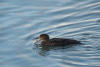 Hooded Merganser Repositioning Crab