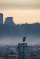 Great Blue Heron With Morning Fog