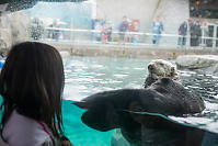 Nara Looking At Preening Sea Otter