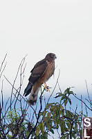 Northern Harrier With Feather