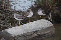 Yellowlegs Trying To Nap