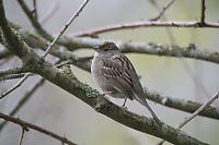 Golden Crown Sparrow