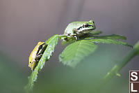 Tree Frogs On Blackberry Leaves