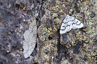 Moths On Tree