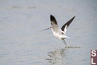 American Avocet Launching