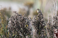 American Goldfinch Picking Seeds