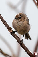 Bushtit On Small Branch