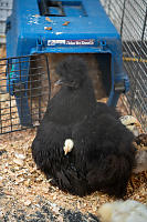 Chick Hidden Under Wing