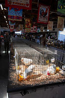Chickens In Display Cages
