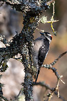 Downy Woodpecker Chest