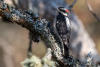 Downy Woodpecker Male