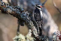 Downy Woodpecker Male