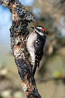 Downy Woodpecker Tail Feathers