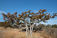 Four Oak Trees Together