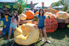 Giant Sized Pumpkins