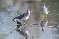 Greater Yellowlegs With Bill Open