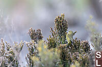 Orange Crown Warbler