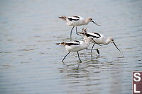 Three American Avocet Walking