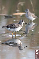 Yellowlegs