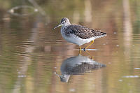 Yellowlegs With Nice Foliage Colours