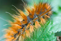 Frilly Orange Caterpillar