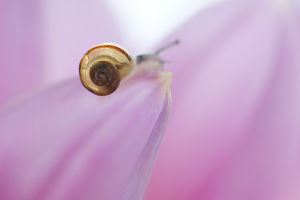 Transparent Shell