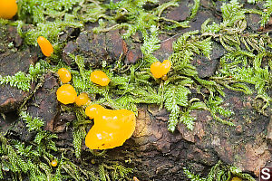 Yellow Fungus Growing With Moss