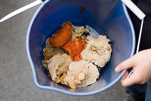 Our Bucket Of Mushrooms