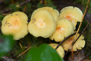 Sulphur Tuft