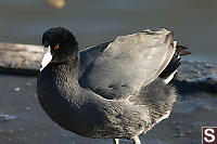 American Coot Hg