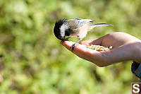 Chickadee Does Not Like Seed Hg