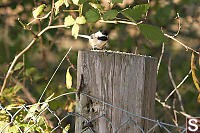 Chickadee On Fence Post 
