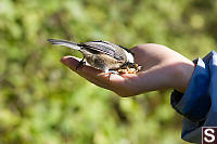 Chickadee Trying Seed Hg