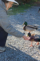 Feeding The Mallards Hg