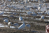 Field Of Snow Geese