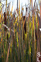 Backlit Cattails