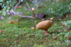 Boletus Mirabilis In The Moss