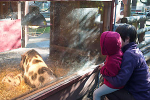 Nara And Grandma Looking At Baby Pigs