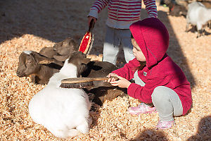 Nara Brushing Goat