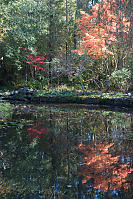 Reflected Bright Trees